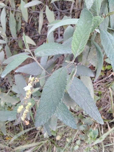Cordia cylindrostachya