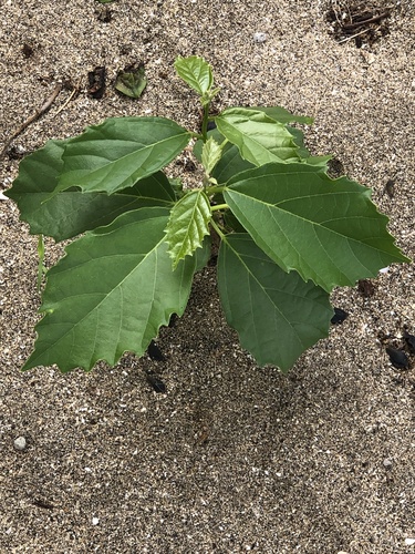 Cordia dichotoma (Bird Lime Tree) — photo