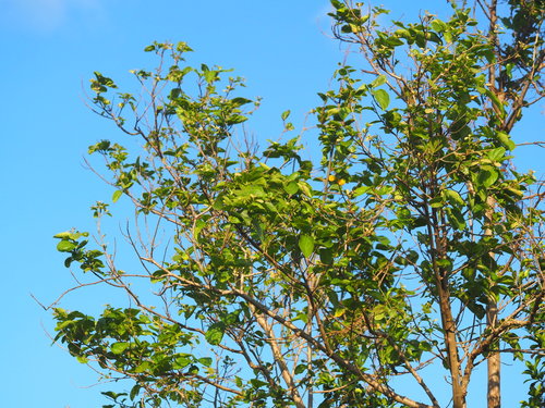 Cordia dichotoma (Bird Lime Tree) — photo
