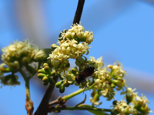 Cordia dichotoma