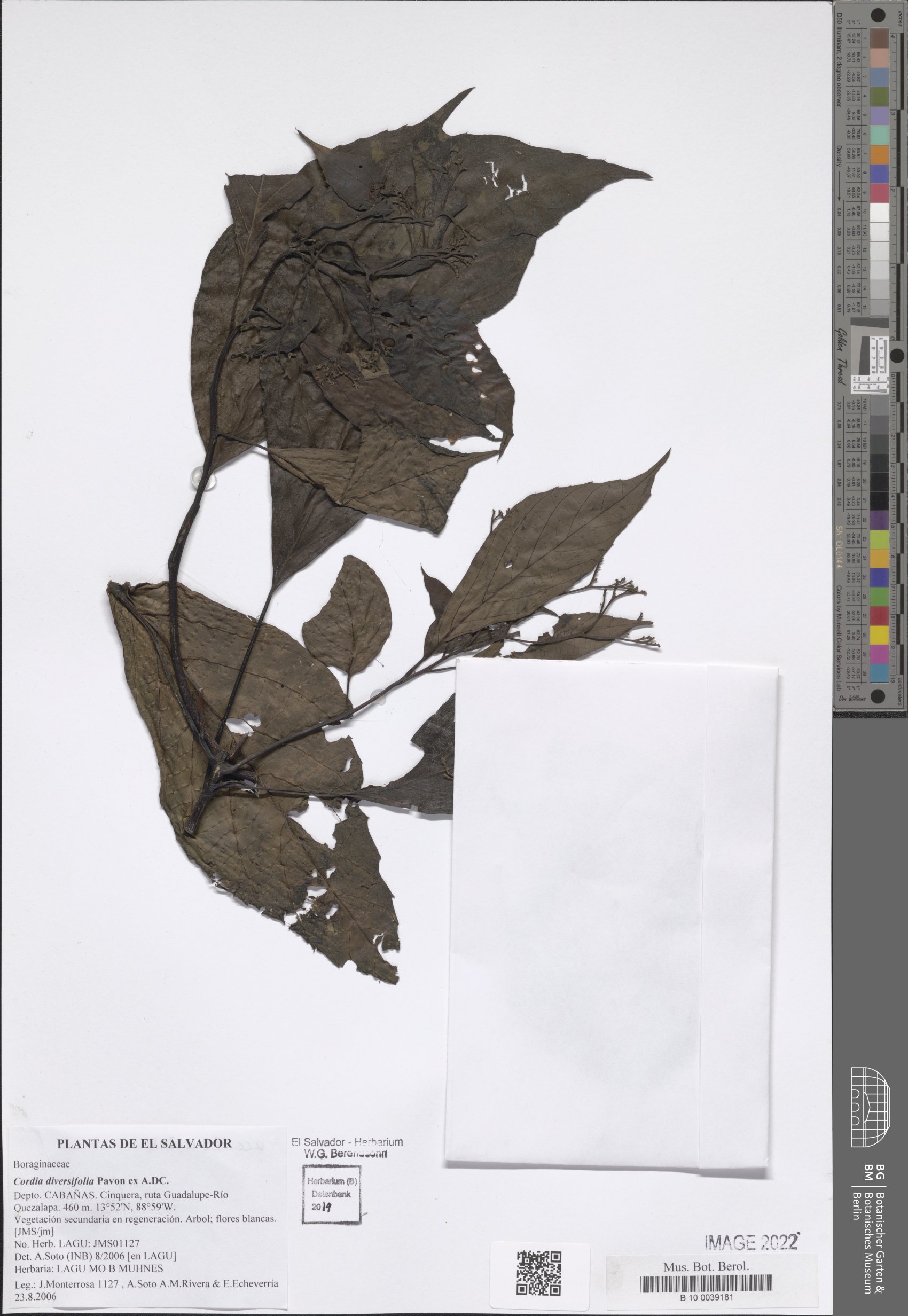 Cordia diversifolia — photo