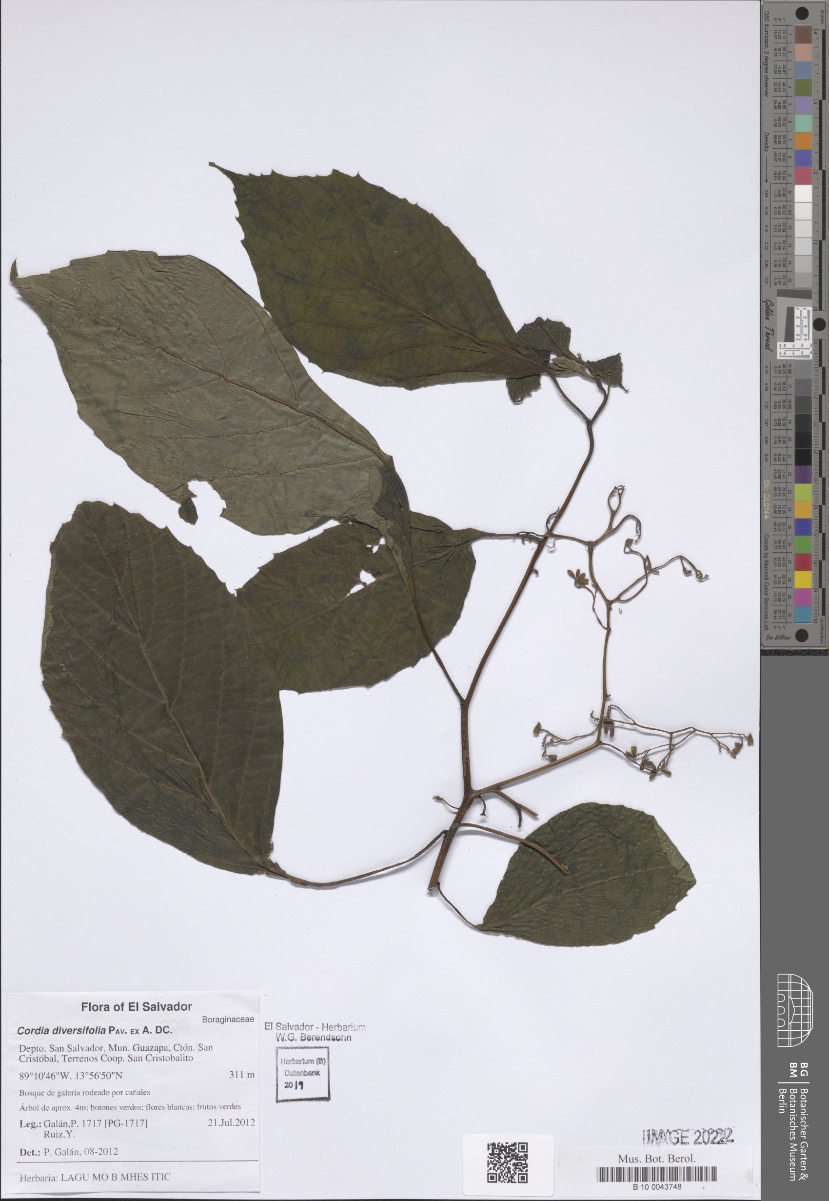 Cordia diversifolia