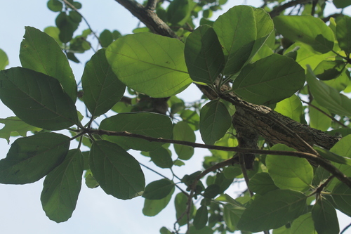 Cordia dodecandra (Ziricote) — photo