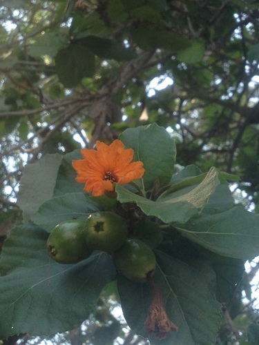 Cordia dodecandra (Ziricote) — photo