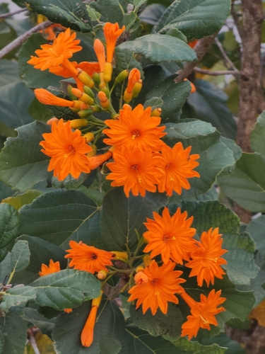 Cordia dodecandra