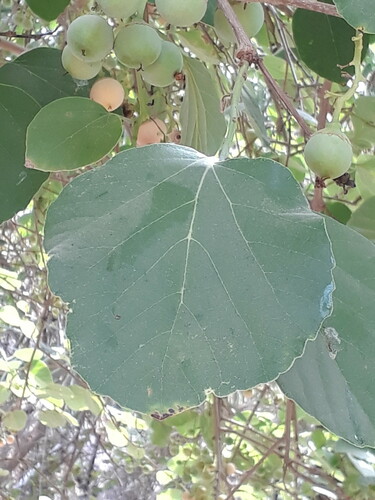 Cordia domestica — photo