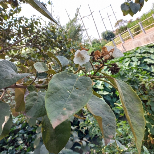 Cordia domestica