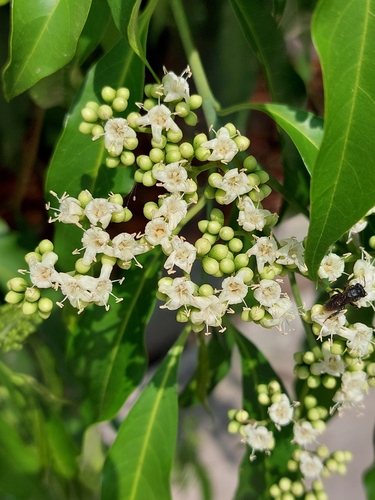 Cordia ecalyculata — photo