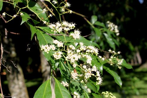 Cordia ecalyculata