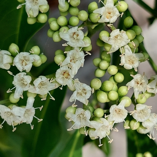 Cordia ecalyculata — photo