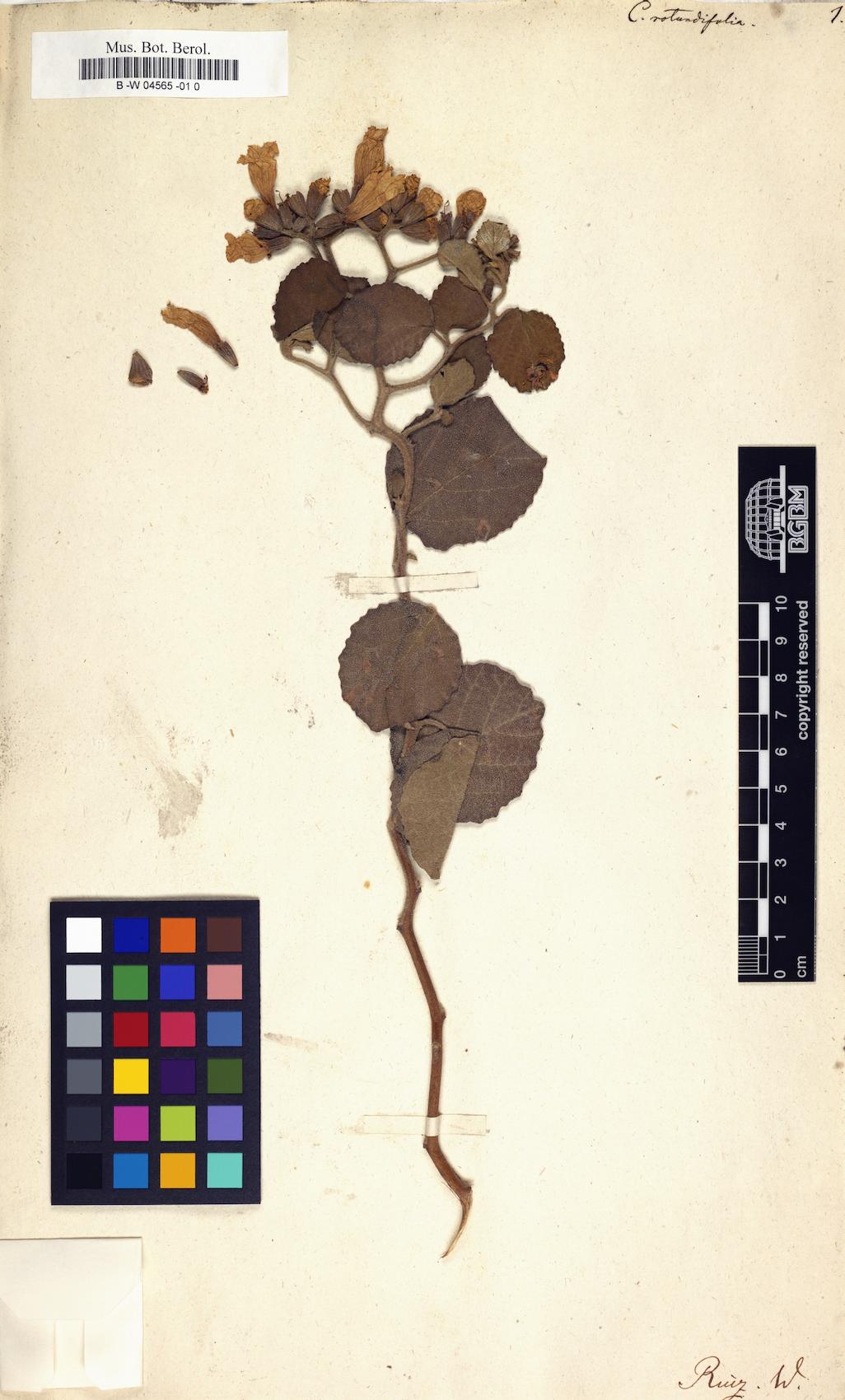Cordia fragrantissima