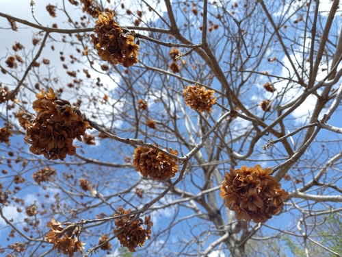 Cordia gerascanthus — photo