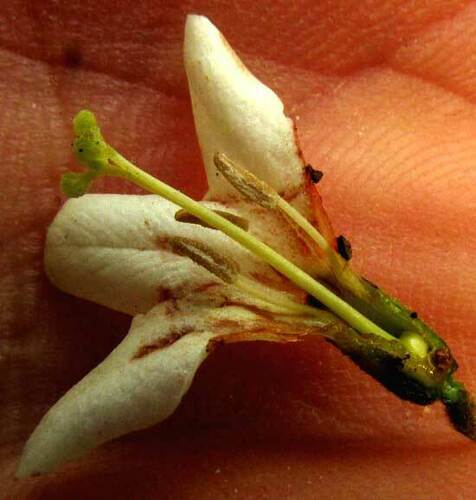 Cordia gerascanthus — photo