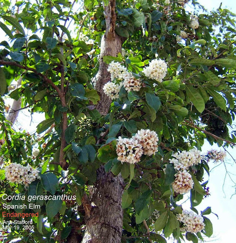 Cordia gerascanthus