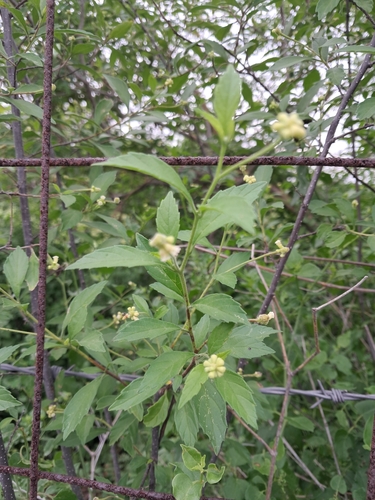 Cordia inermis — photo