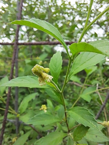 Cordia inermis — photo