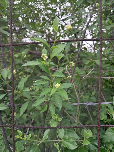 Cordia inermis
