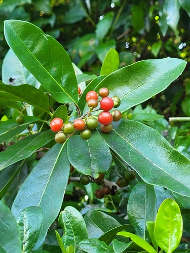 Cordia laevigata (West Indian Cherry) — photo
