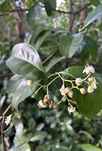 Cordia laevigata (West Indian Cherry) — photo