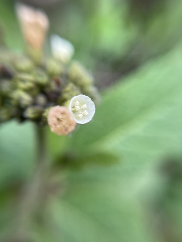 Cordia lantanoides — photo
