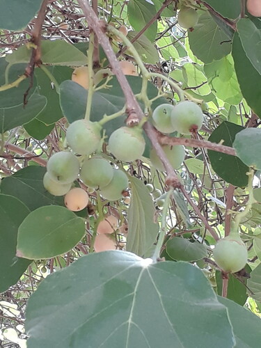 Cordia myxa (Assyrian Plum) — photo