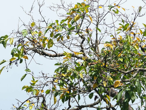 Cordia obliqua (Large sebesten) — photo
