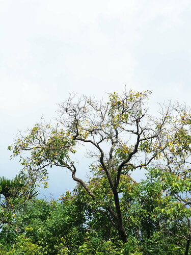 Cordia obliqua (Large sebesten) — photo