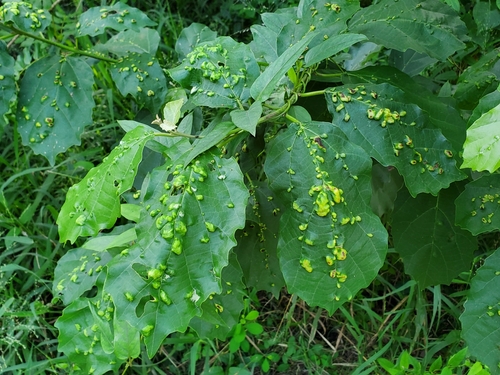 Cordia obliqua