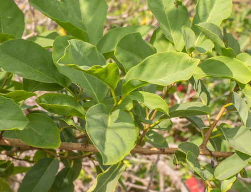 Cordia obovata