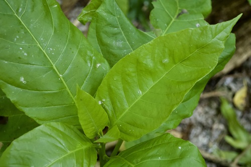 Cordia olitoria — photo