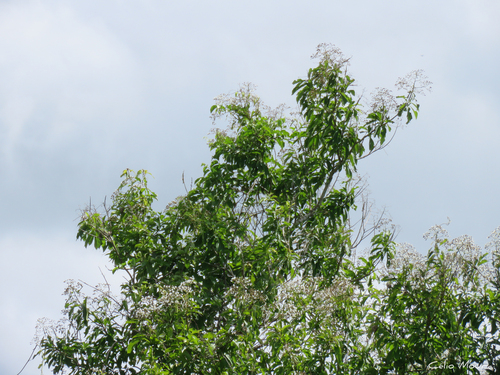 Cordia oncocalyx — photo