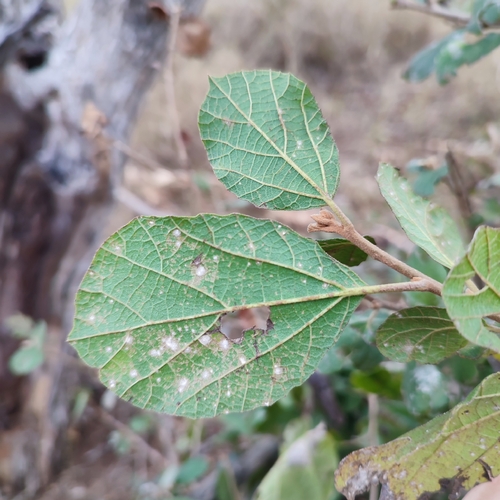 Cordia ovalis (Sandpaper tree) — photo