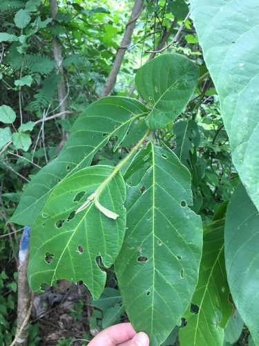 Cordia panamensis — photo