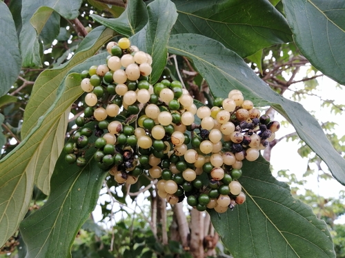 Cordia panamensis