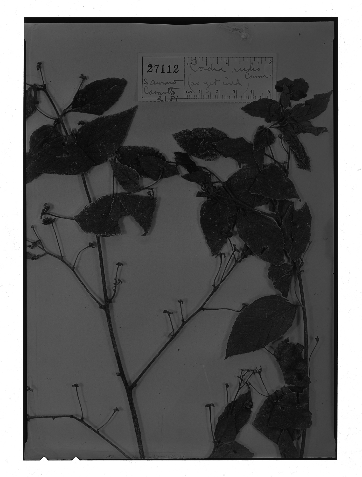 Cordia rudis