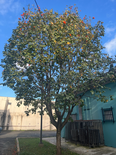 Cordia sebestena (Scarlet Cordia) — photo