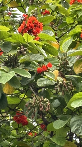 Cordia sebestena