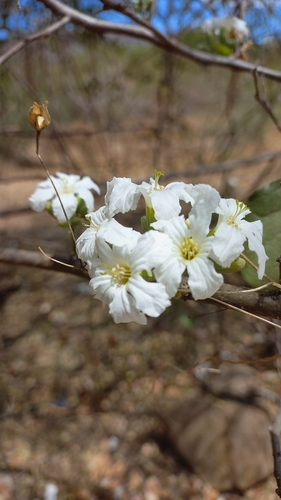 Cordia seleriana