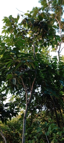 Cordia sellowiana (Jurute) — photo