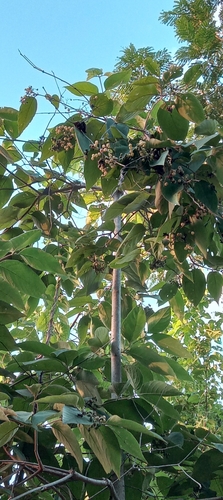 Cordia sellowiana (Jurute) — photo