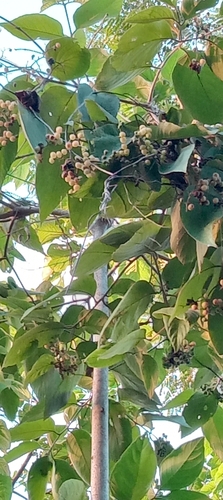Cordia sellowiana