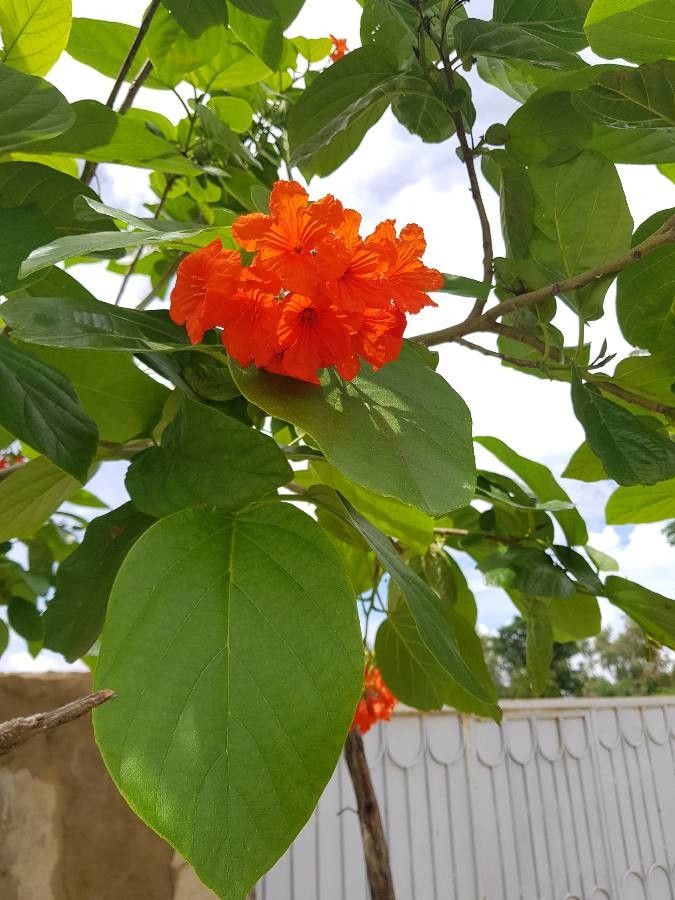 Cordia senegalensis