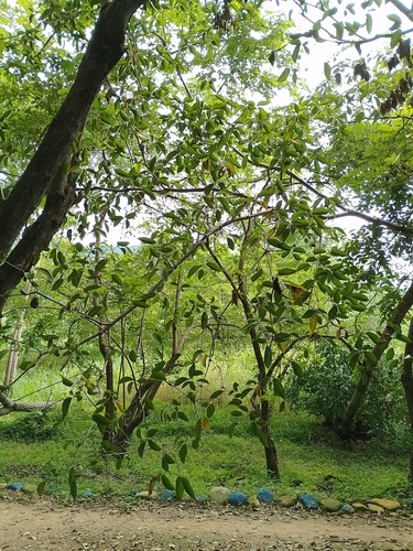Cordia sericicalyx