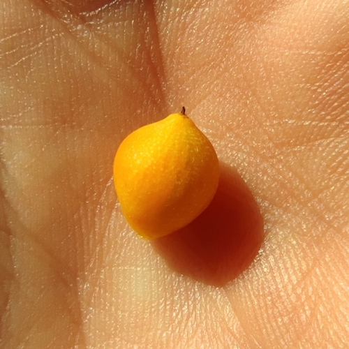 Cordia sinensis (Grey-leaved saucer-berry) — photo