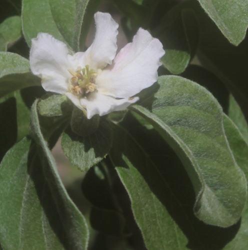 Cordia sonorae — photo