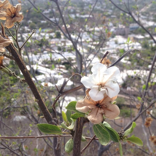 Cordia sonorae