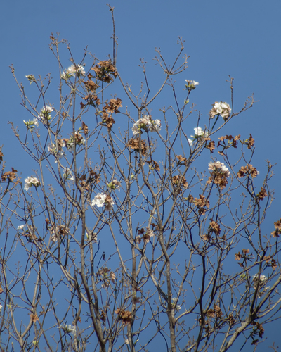 Cordia sonorae — photo
