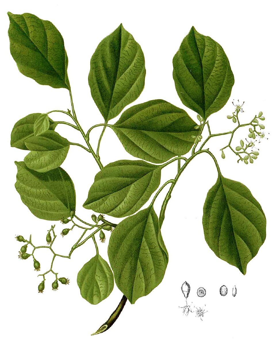 Cordia sp. — photo