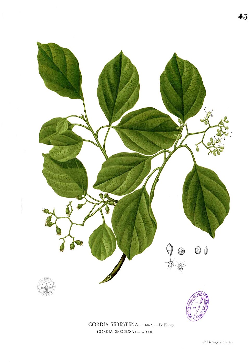 Cordia sp.