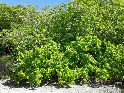 Cordia subcordata (Sea trumpet) — photo